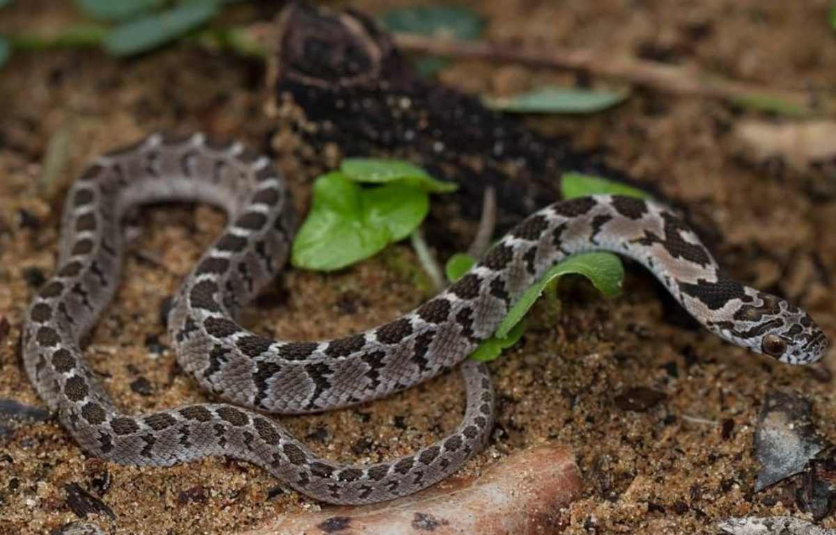 Dasypeltis serpenti domestici per principianti