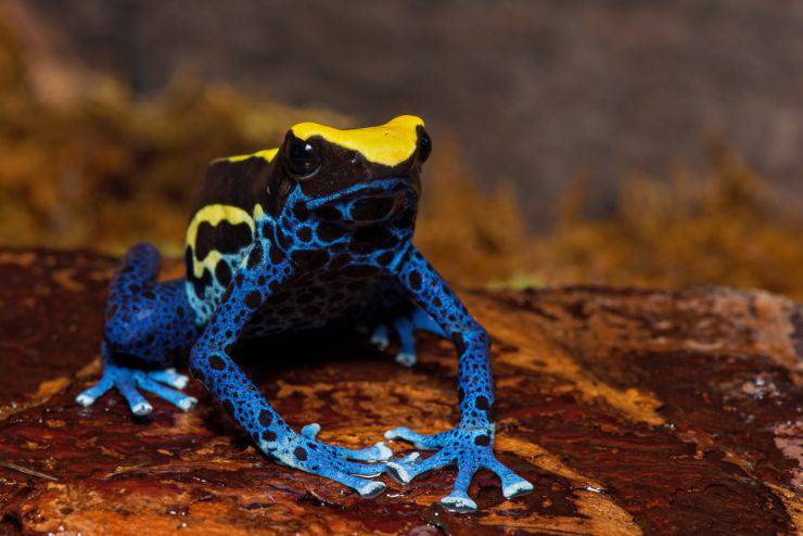 Okopipi Dendrobates tinctorius rana