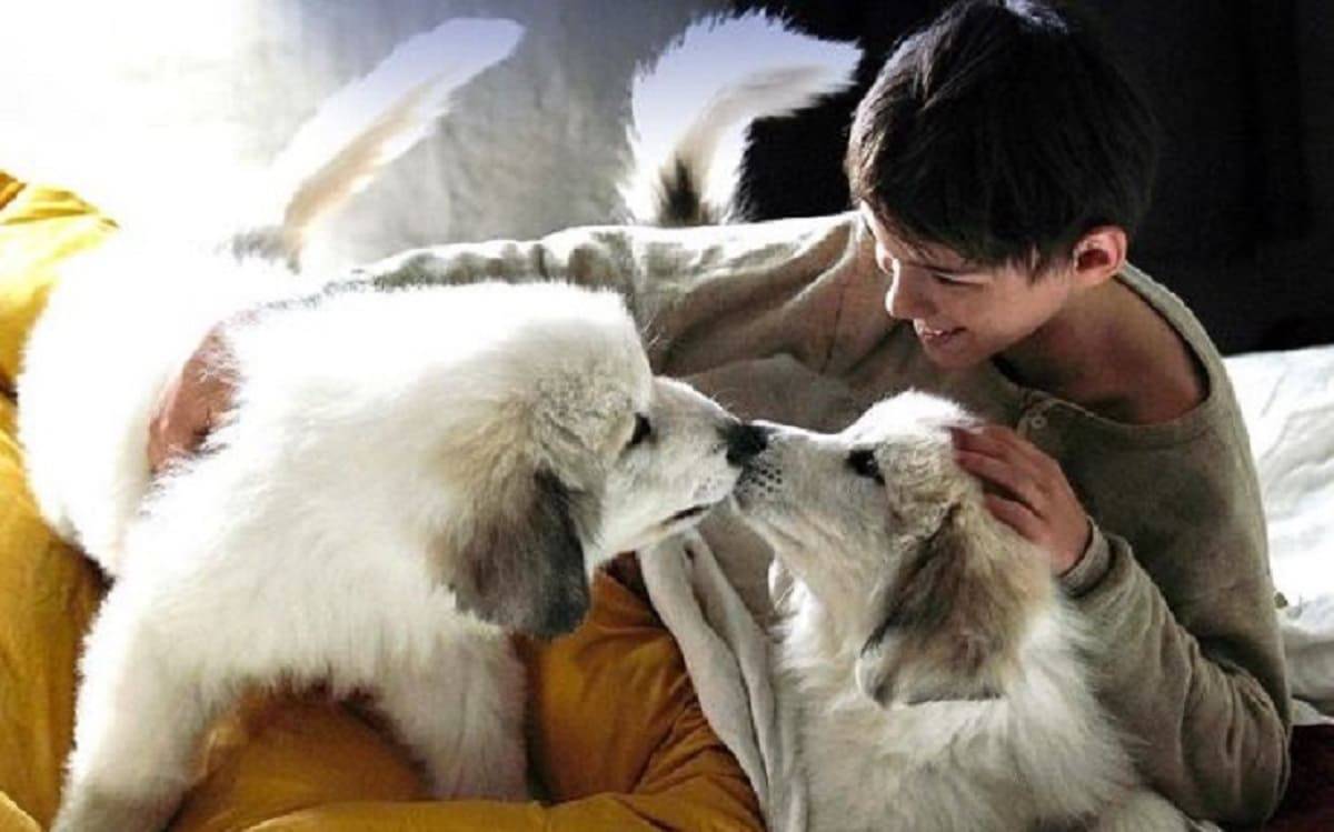 Che Cane è Quello Di Belle E Sebastien