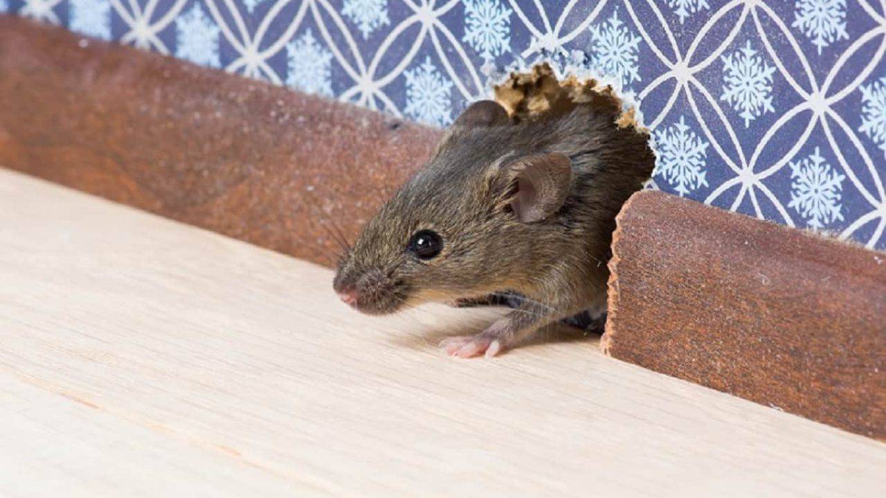 Topo In Casa Come Farlo Uscire In 3 Mosse Senza Fargli Male