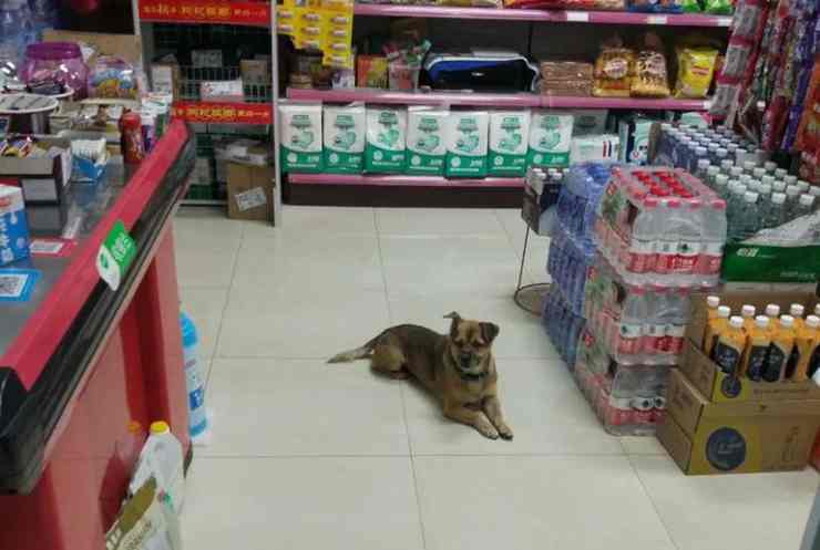 Il cane nel supermercato Facebook