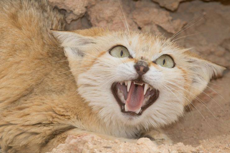 Il gatto delle sabbie, uno degli animali del deserto meglio adattati