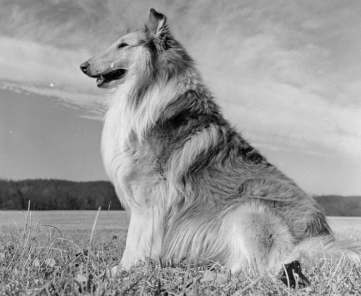 lassie animali attori