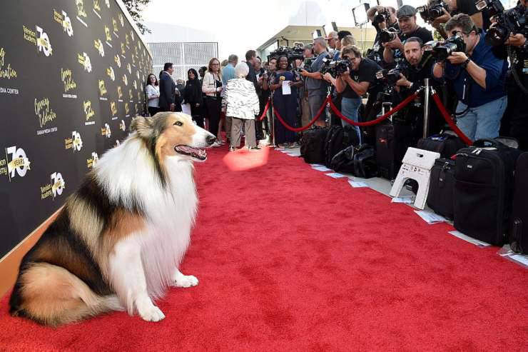 lassie animali attori vip star hollywood