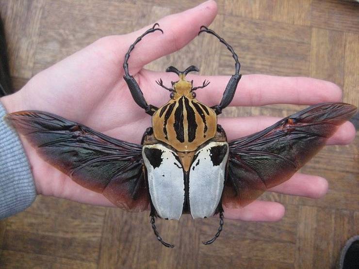 scarabeo Goliathus cacicus