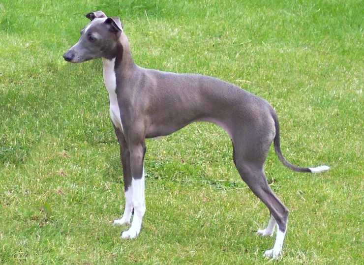 Razze di cani, gruppo n.10: Greyhound italiano