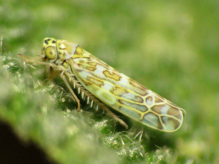 Ligurian Leafhopper cicalide