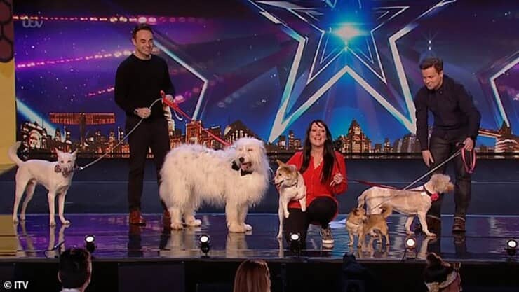 Miracle il cane salvato dal macello 