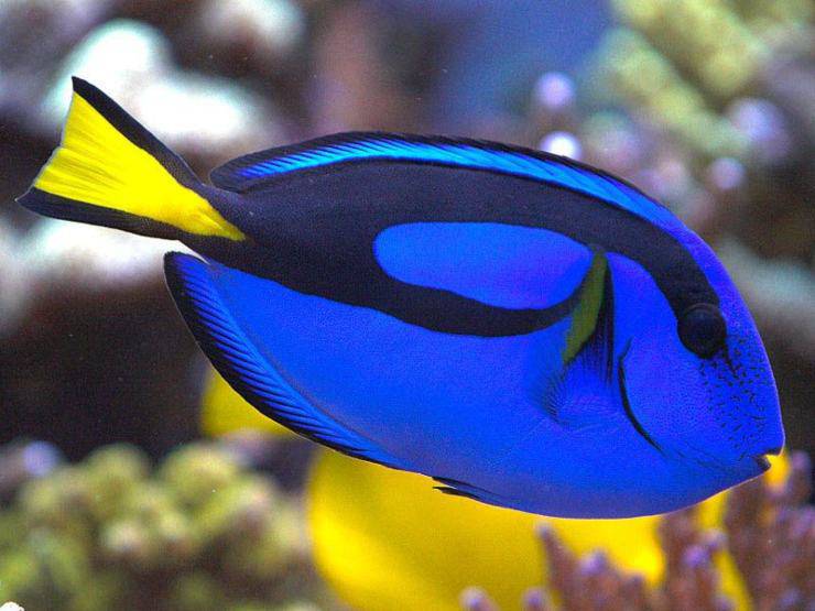 Pesce chirurgo blu dory nemo