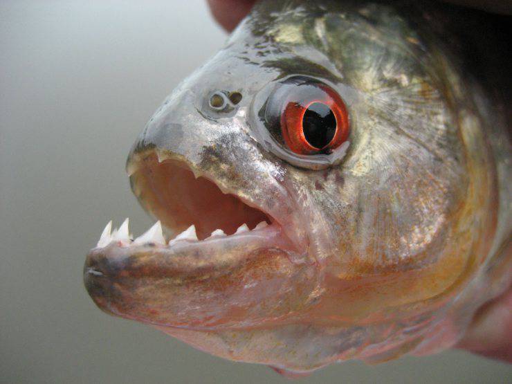 Piranha pesce fingere morto per rimanere vivo