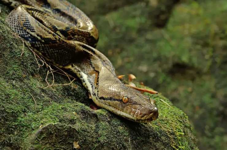 Pitone reticolato serpenti più grandi