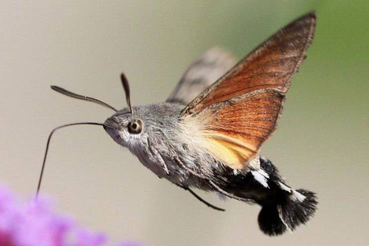 Sfinge colibrì insetti più bizzarri