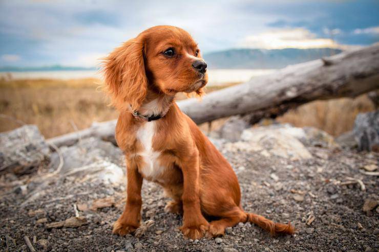 Il cane striscia il sedere a terra