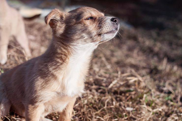 Come gli odori di casa influiscono sul cane