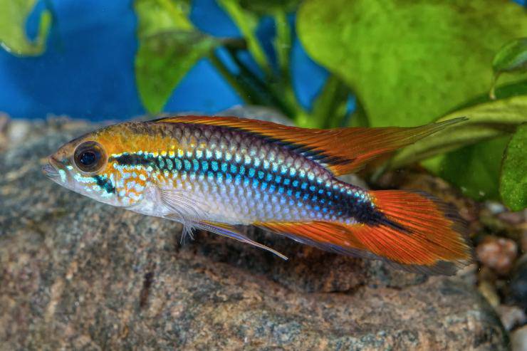 pesce apistogramma agassizii 