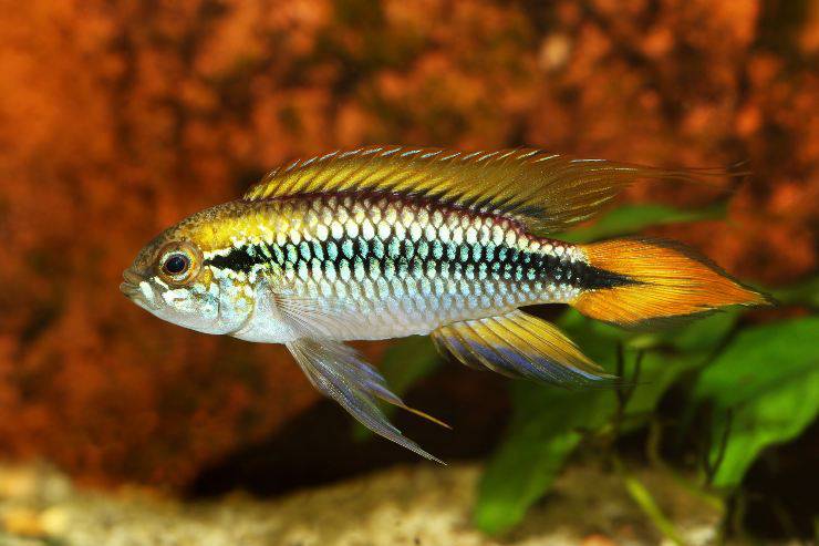 pesce Apistogramma agassizii