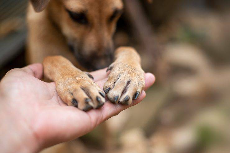 infezioni alle unghie del cane