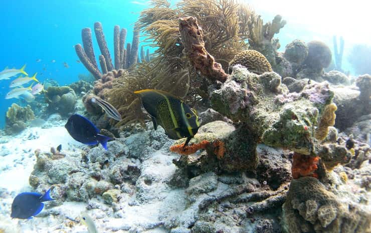 barriera corallina 