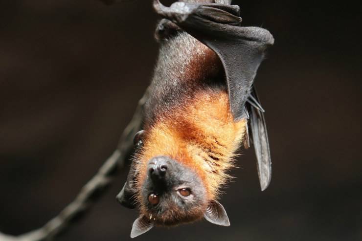 Pipistrello nel test della personalità