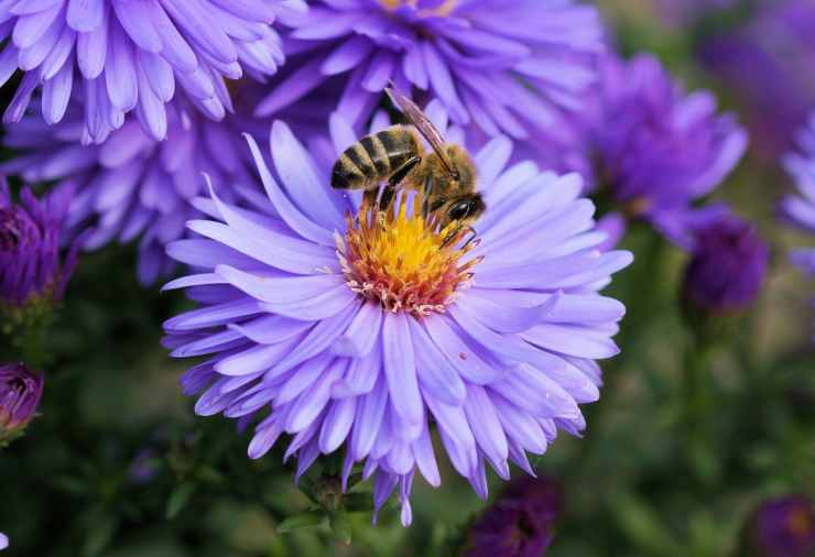 L'ape sul fiore lilla (Foto Pixabay)