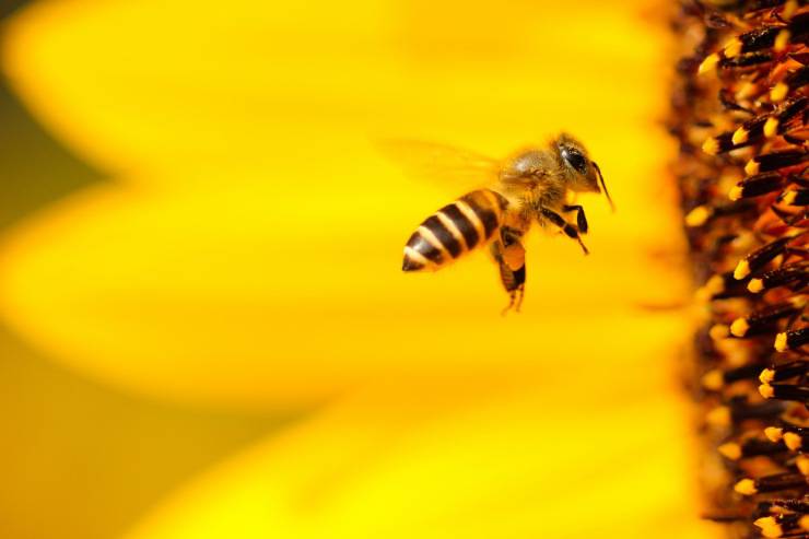 Come eliminare un alveare di api in sicurezza e senza far loro male