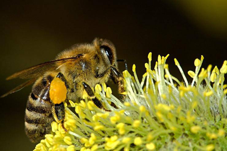 Come fanno le api a produrre il miele 