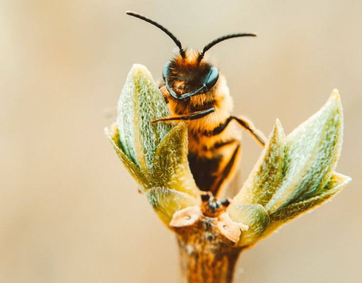 Differenza tra api e vespe