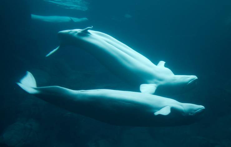 storie di cetacei beluga
