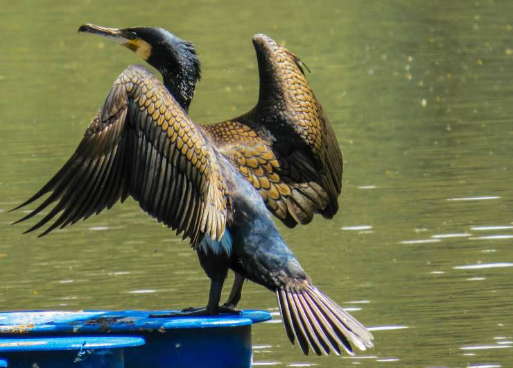 Cormorano in acqua