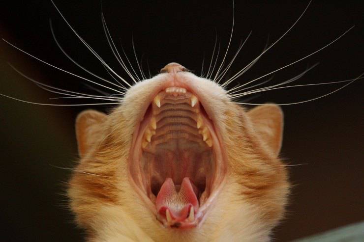 bocca gatto si lamenta urla
