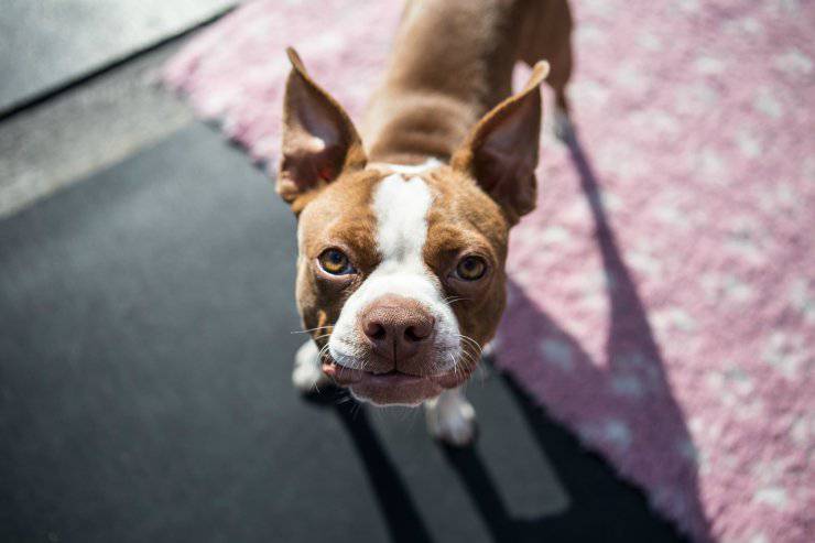 Razze di cani che non puzzano: Boston Terrier