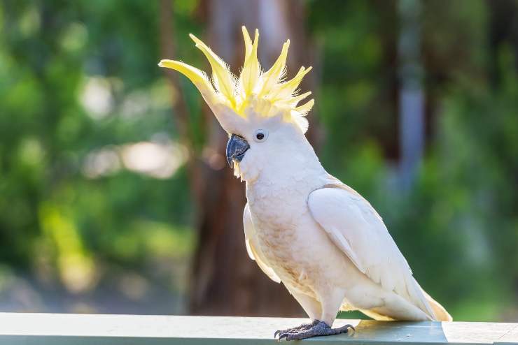 cacatua