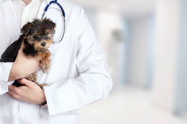 Vaccini del cane: quali sono gli obblighi e come funzionano