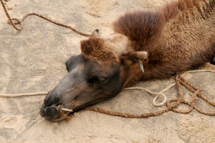 Animale del deserto