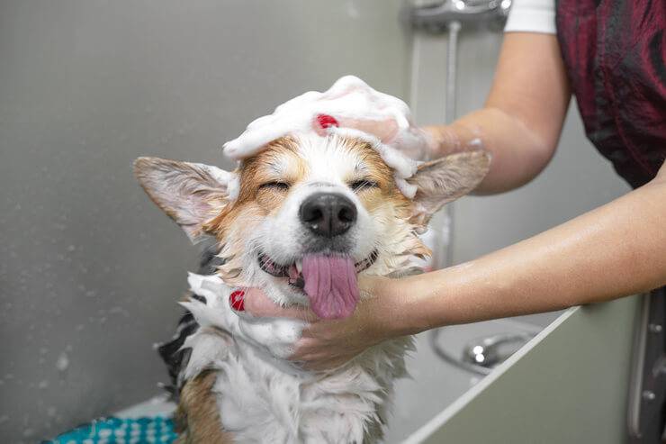 Perché il cane corre dopo il bagno?