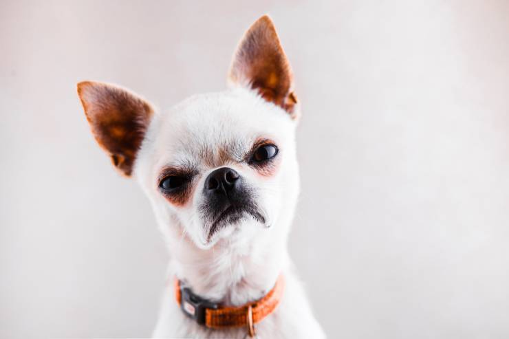 Il cane abbaia troppo, appena qualcuno entra in casa: come intervenire