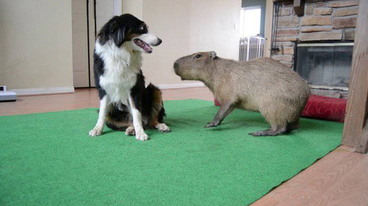 amicizie animali: cane e capibara