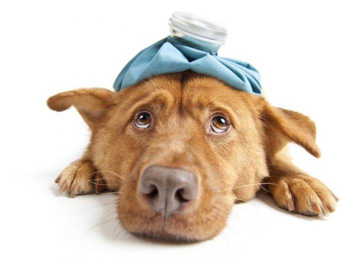 Il Cane Con La Febbre Può Uscire
