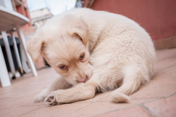 cane con zecche