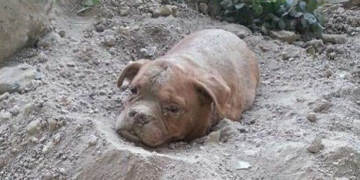 Cane sepolto vivo