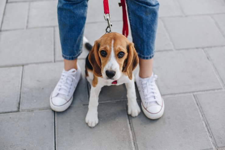 il cane si nasconde tra le gambe