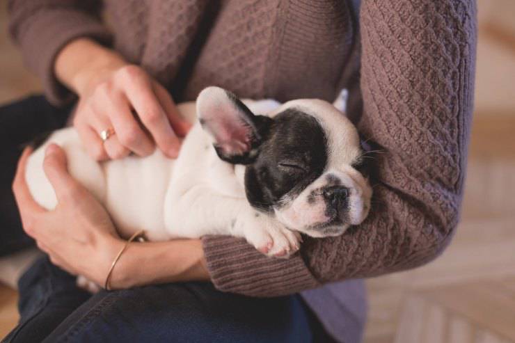 cucciolo di cane pexels