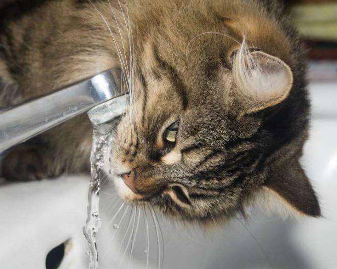 Gatto Beve Ma Non Mangia Il gatto beve dal Wc: cause, rischi e rimedi per impedirglielo