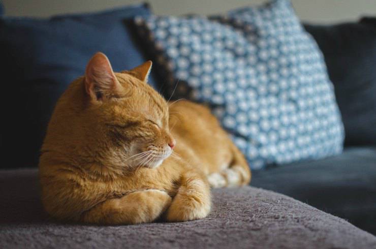 Il gatto riconosce il suo padrone