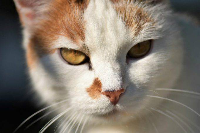 Carattere Del Gatto In Base Al Colore