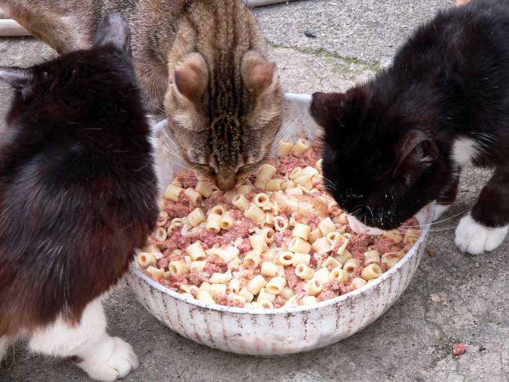 Il gatto può mangiare cibo umano?