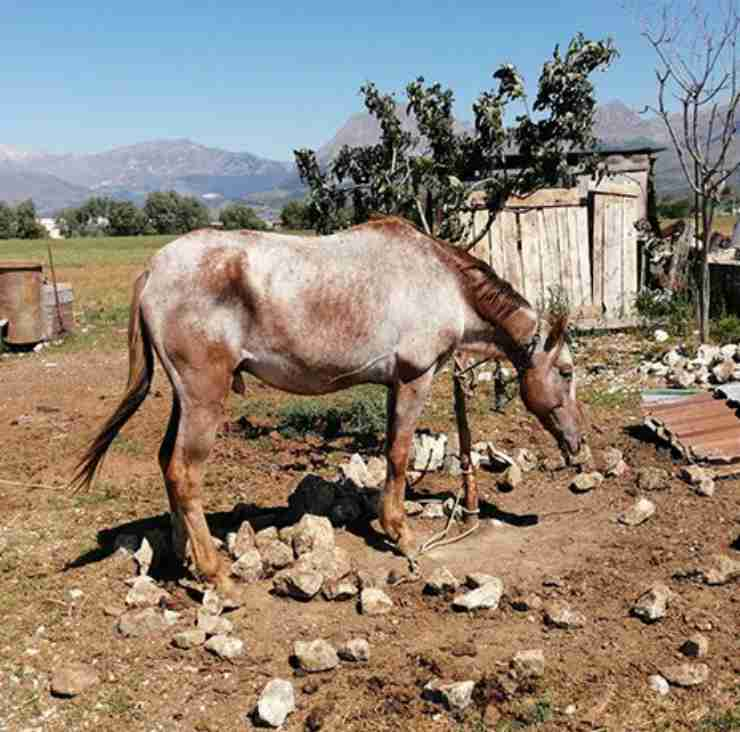 cavalli legati denutriti