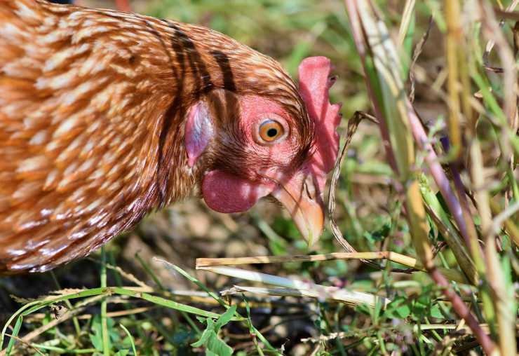 Gallina non fa le uova