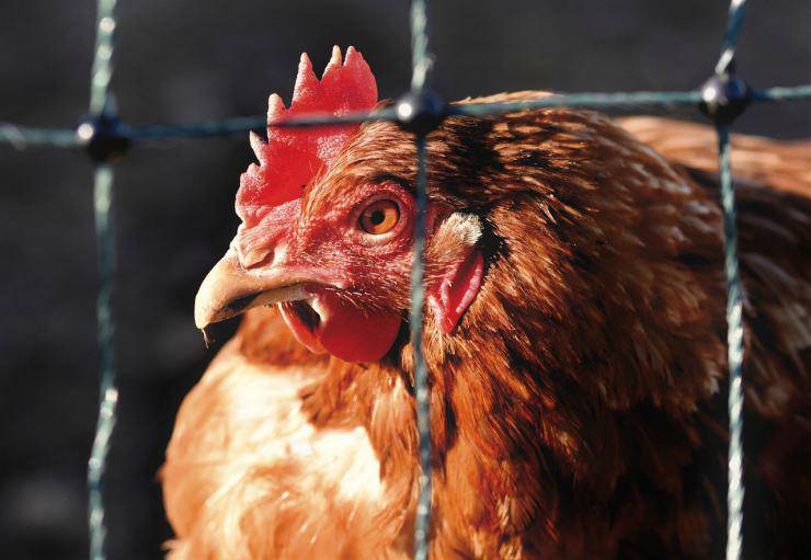 La gallina non fa le uova