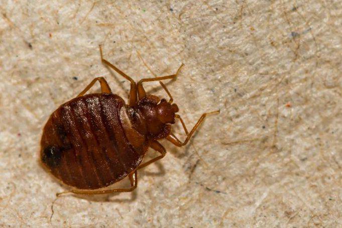 Animali Che Mangiano Le Cimici Da Letto